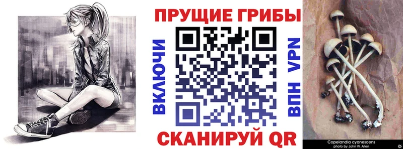 Галлюциногенные грибы Psilocybe  цена наркотик  Исилькуль 
